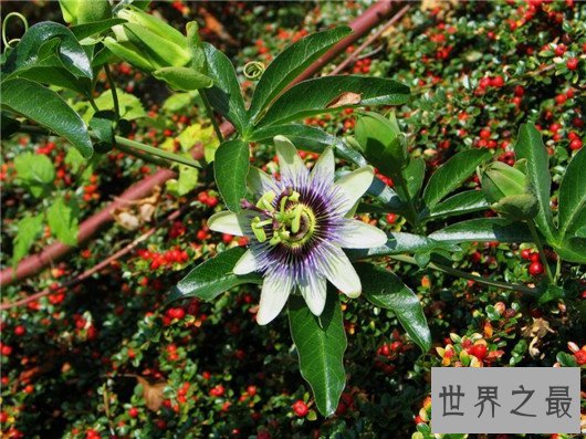 世界最阴险的植物,不管怎麽样都不要碰