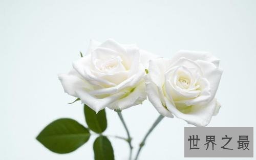 玫瑰花颜色花语,它的寓意让人喜欢。