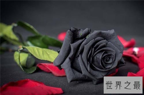 玫瑰花颜色花语,它的寓意让人喜欢。