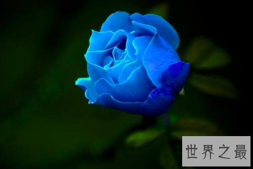 玫瑰花颜色花语,它的寓意让人喜欢。