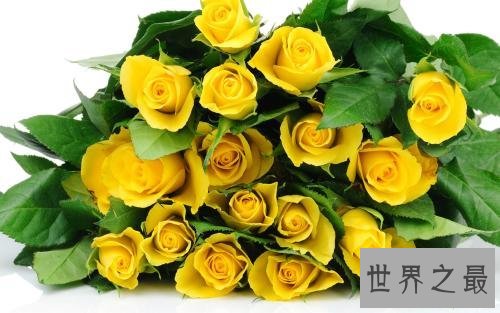玫瑰花颜色花语,它的寓意让人喜欢。