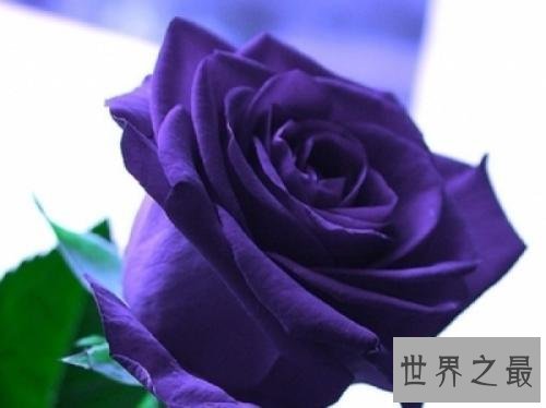 玫瑰花颜色花语,它的寓意让人喜欢。