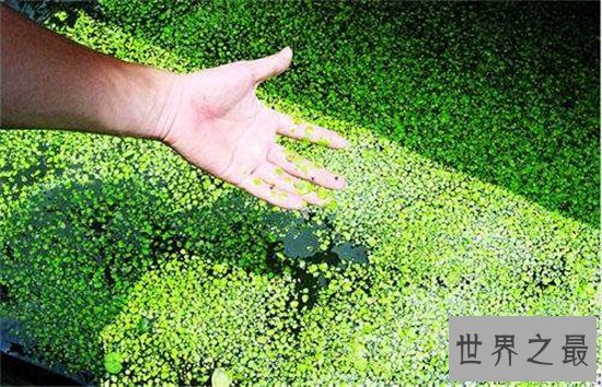 世界最小花,密集恐惧症慎入!