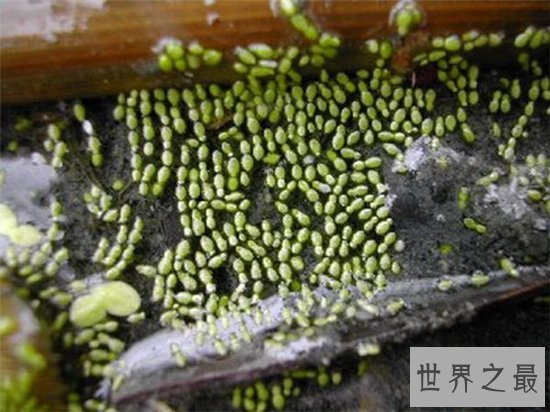 世界最小花,密集恐惧症慎入!