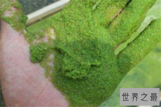世界最小花,密集恐惧症慎入!