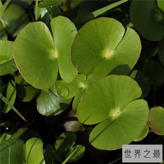 世界最小花,密集恐惧症慎入!