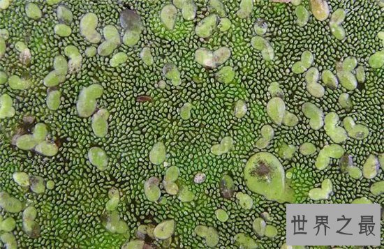 世界最小花,密集恐惧症慎入!