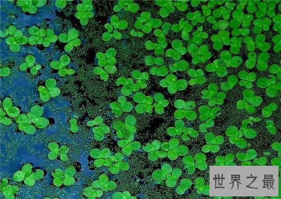 世界最小花,密集恐惧症慎入!