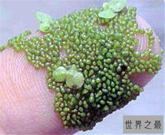 世界最小花,密集恐惧症慎入!