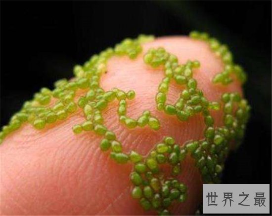 世界最小花,密集恐惧症慎入!