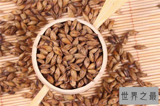 大麦茶减肥吗?能促进消化降低血脂和胆固醇