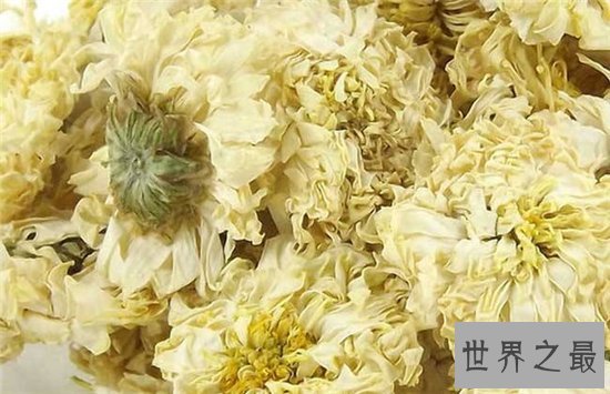 白菊花茶的功效与作用,败火降暑是大家熟知的功效