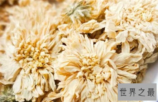 白菊花茶的功效与作用,败火降暑是大家熟知的功效