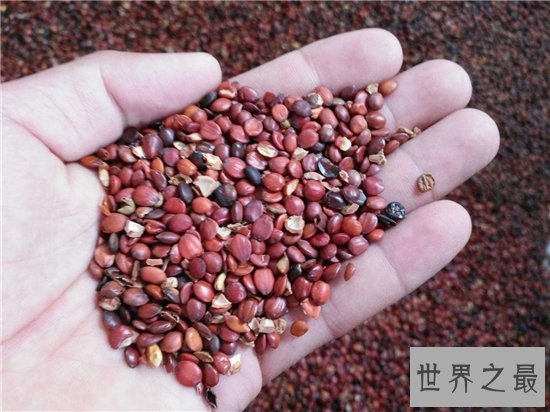 酸枣仁的副作用,易过敏体质的人最好不要吃