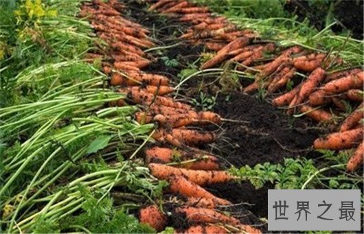 最重胡萝卜,胡萝卜的重量快和人一样了