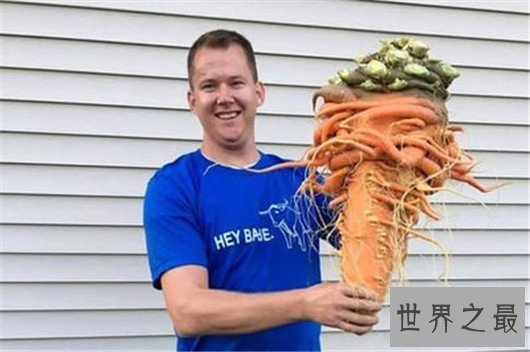 最重胡萝卜,胡萝卜的重量快和人一样了