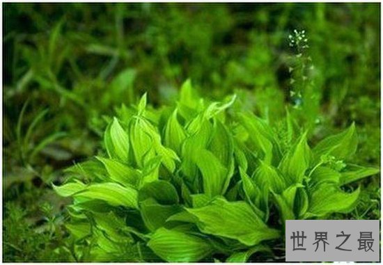 螺旋藻的吃法有哪些?不同吃法功效都相同