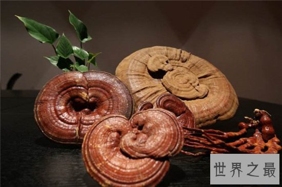 灵芝的功效与作用,是最佳的免疫功能滋补药品