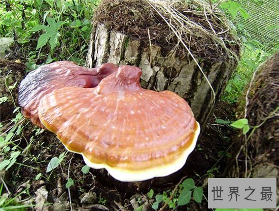 灵芝的功效与作用,是最佳的免疫功能滋补药品
