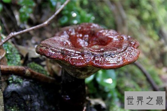 灵芝的功效与作用,是最佳的免疫功能滋补药品
