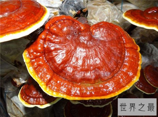 灵芝的功效与作用,是最佳的免疫功能滋补药品