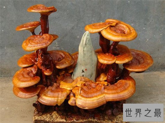 灵芝的功效与作用,是最佳的免疫功能滋补药品