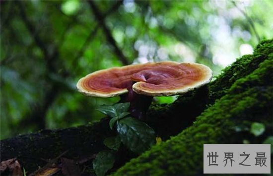 灵芝的功效与作用,是最佳的免疫功能滋补药品