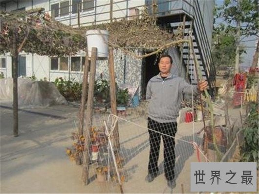 世界上结最多葫芦的葫芦藤,葫芦娃一个藤上六百多个瓜