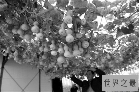 世界上结最多葫芦的葫芦藤,葫芦娃一个藤上六百多个瓜