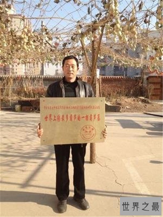 世界上结最多葫芦的葫芦藤,葫芦娃一个藤上六百多个瓜
