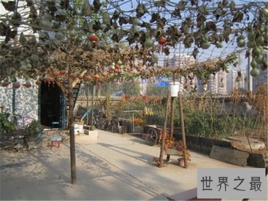 世界上结最多葫芦的葫芦藤,葫芦娃一个藤上六百多个瓜