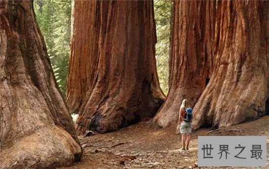 世界上最高的树竟有156米,相当于几十层楼一样高