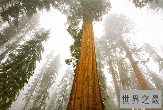世界上最高的树竟有156米,相当于几十层楼一样高