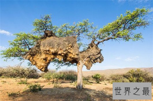 世界上最高的树竟有156米,相当于几十层楼一样高