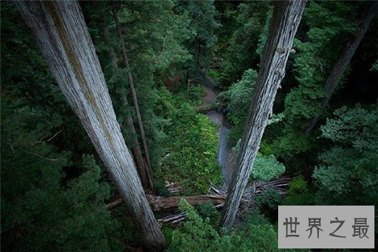 世界上最高的树竟有156米,相当于几十层楼一样高