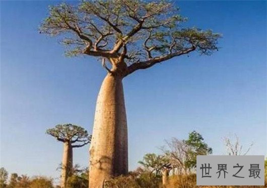 世界上最高的树竟有156米,相当于几十层楼一样高