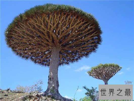 世界上最高的树竟有156米,相当于几十层楼一样高