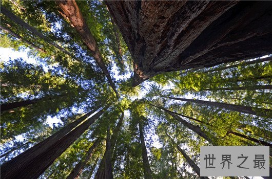 世界上最高的树竟有156米,相当于几十层楼一样高