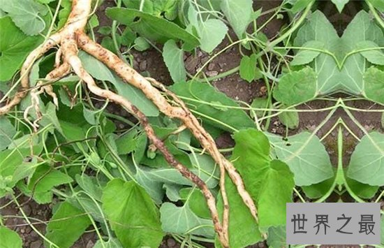 党参的功效与作用是什么?它是一种带有乳汁的中药