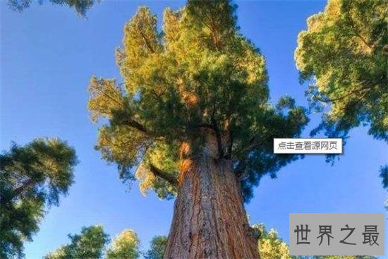 最大树雪曼将军树,高达83.5米!