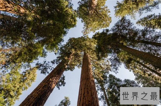 最大树雪曼将军树,高达83.5米!