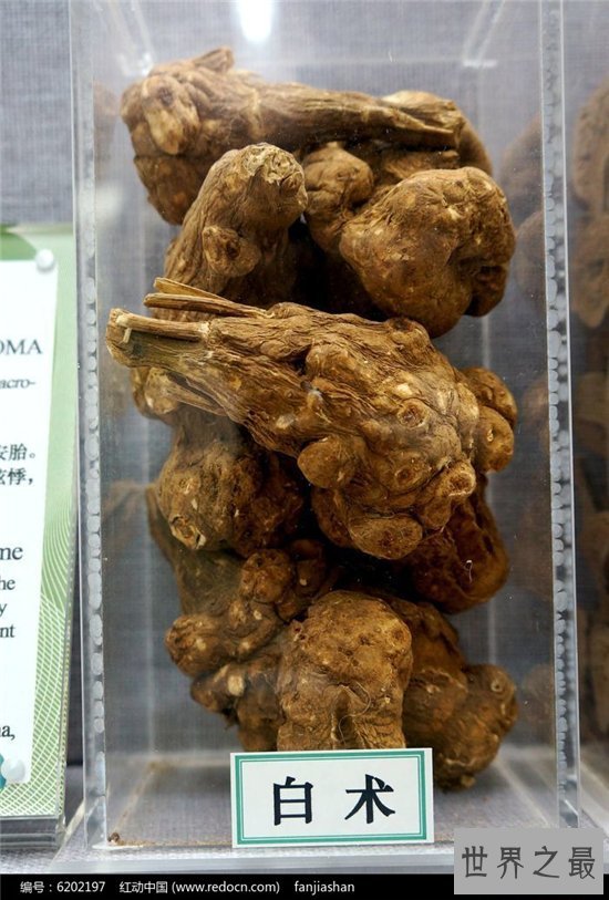 白术的功效与作用是什么?补气健脾还能去水肿