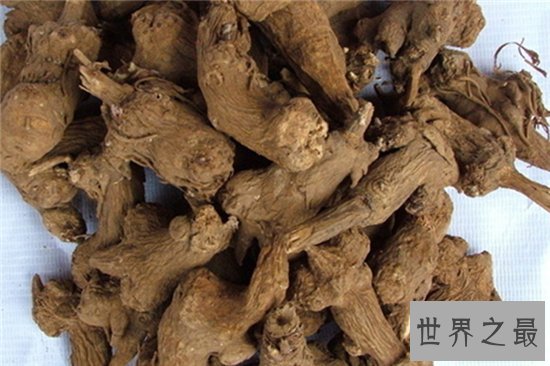 白术的功效与作用是什么?补气健脾还能去水肿