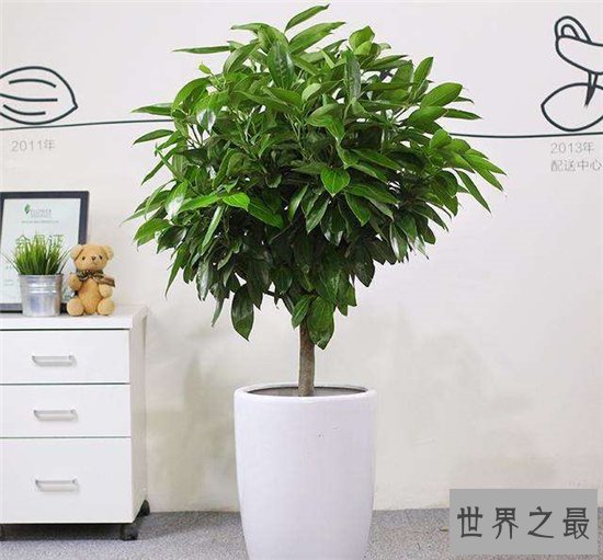 最旺宅的植物,这十种植物放在家里可以带来好运!