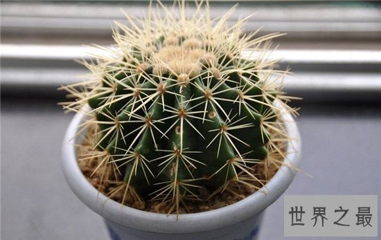 最旺宅的植物,这十种植物放在家里可以带来好运!