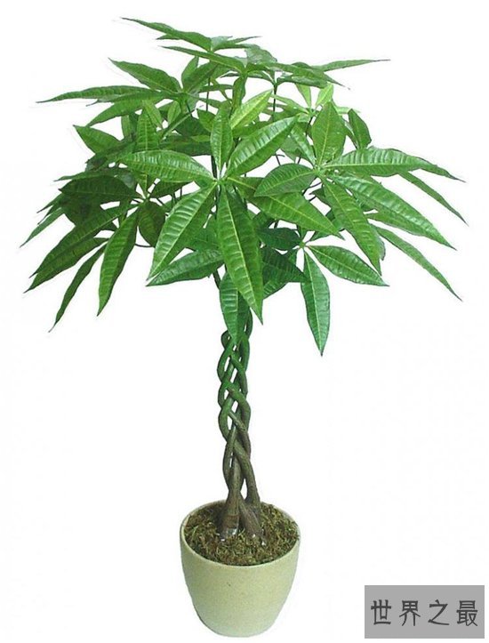 最旺宅的植物,这十种植物放在家里可以带来好运!
