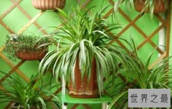 吸甲醛的植物,原来它不但可以美容还能吸收甲醛。