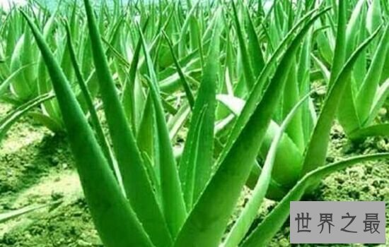 吸甲醛的植物,原来它不但可以美容还能吸收甲醛。