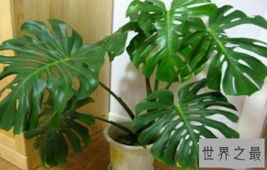 吸甲醛的植物,原来它不但可以美容还能吸收甲醛。
