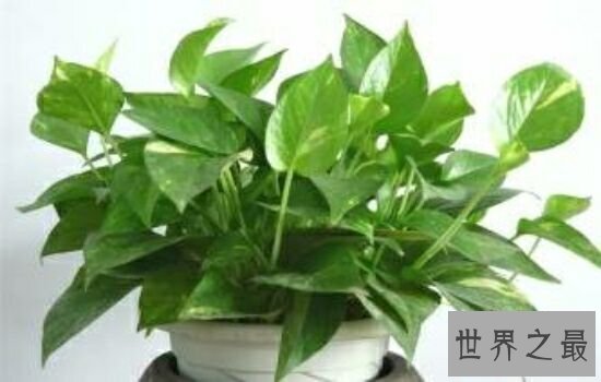 吸甲醛的植物,原来它不但可以美容还能吸收甲醛。